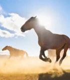 草原上奔跑的马群(3)5384#横屏 