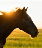 草原骏马夕阳下特写12231#横屏 