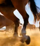 草原上奔跑的马群(7)11380#横屏 