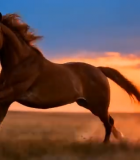 草原上奔跑的骏马2652#横屏 