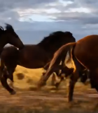 草原上奔跑的马群(9)14729#横屏 