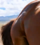 草原上奔跑的马群(1)1161#横屏 