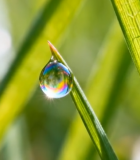 	 草叶上晶莹露珠特写7115#横屏 