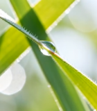 草叶上的晶莹水滴特写4587#横屏 