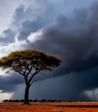 草原孤树与乌云景观9532#横屏 