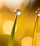 草尖上的清晨露珠特写7623#横屏 