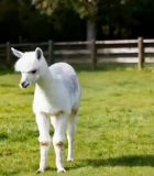 草地上行走的白色羊驼12154#横屏 