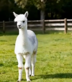 	 草地上行走的白色羊驼12154#横屏 