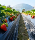 草莓种植园草莓生长素材8026#横屏 