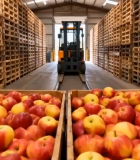 仓库内堆放的木箱装苹果6710#横屏 