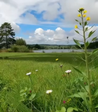 草地花丛大树自然风光场景12403#横屏 
