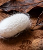 蚕茧与干果叶特写素材8054#横屏 