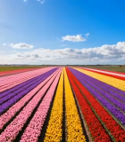 彩色郁金香花田全景12709#横屏 