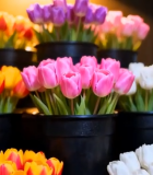 彩色郁金香盆栽堆叠素材4641#横屏 