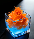 玻璃容器中摆放的精致刺身522#横屏 