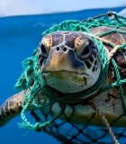 被垃圾缠绕的海龟在海洋中游动141#横屏 