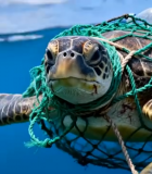 被垃圾缠绕的海龟在海洋中游动141#横屏 