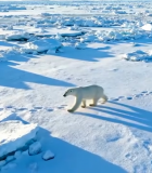 北极北极熊在冰面行走13053#横屏 