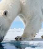 北极北极熊俯身饮水画面7820#横屏 