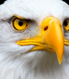 白头海雕特写素材15107#横屏 