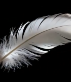 白色羽毛特写12155#横屏 