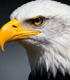 白头海雕头部特写(2)6919#横屏 