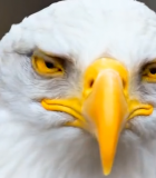 白头海雕头部特写(1)5189#横屏 