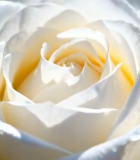 白色玫瑰花特写13543#横屏 