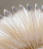 白头海雕头部特写素材(1)11973#横屏 