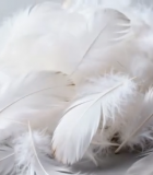 白色羽毛特写素材4118#横屏 