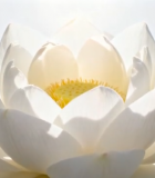 白色莲花特写1802#横屏 