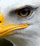 	 白头海雕头部特写(3)10869#横屏 