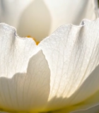 白色花朵微距特写3201#横屏 