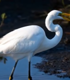 白鹭在水中行走素材14264#横屏 