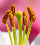 白色花卉花蕊特写10992#横屏 