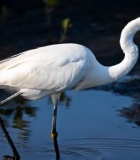 白鹭在水中行走素材14264#横屏 