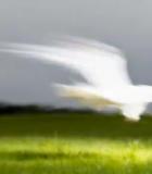 白鸽在绿色草地低空飞翔3249#横屏 