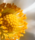 白色花朵花蕊微距特写2503#横屏 