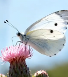 白色蝴蝶停留在粉色花朵上11412#横屏 