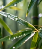  竹叶上的晶莹露珠6948#竖屏 	 