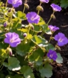  紫色花朵特写2889#竖屏 	 