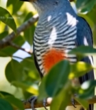  枝头栖息的鸟类特写5930#竖屏 	 