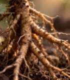  植物根部特写素材2796#竖屏 	 