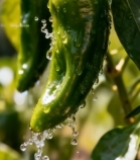  枝头青椒带水珠特写5741#竖屏 	 