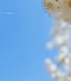  枝头绽放的白色花朵(1)3024#竖屏 	 