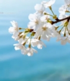  枝头绽放的白色樱花7449#竖屏 	 