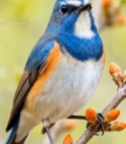  枝头栖息的彩色小鸟(2)7865#竖屏 	 