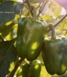  枝头生长的新鲜青椒(1)6912#竖屏 	 