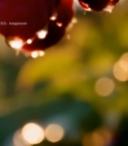  枝头树莓特写3138#竖屏 	 