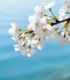  枝头绽放的白色樱花7449#竖屏 	 